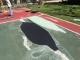 Ремонтный состав для спортивных сооружений SPORTLINE ACRYLIC RESURFACER